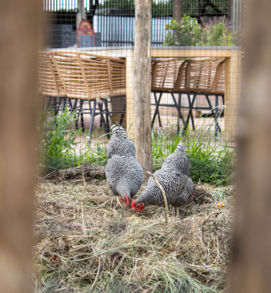 Transformatie Willemshoeve Soest - Aandacht voor natuur - TEAMWBC